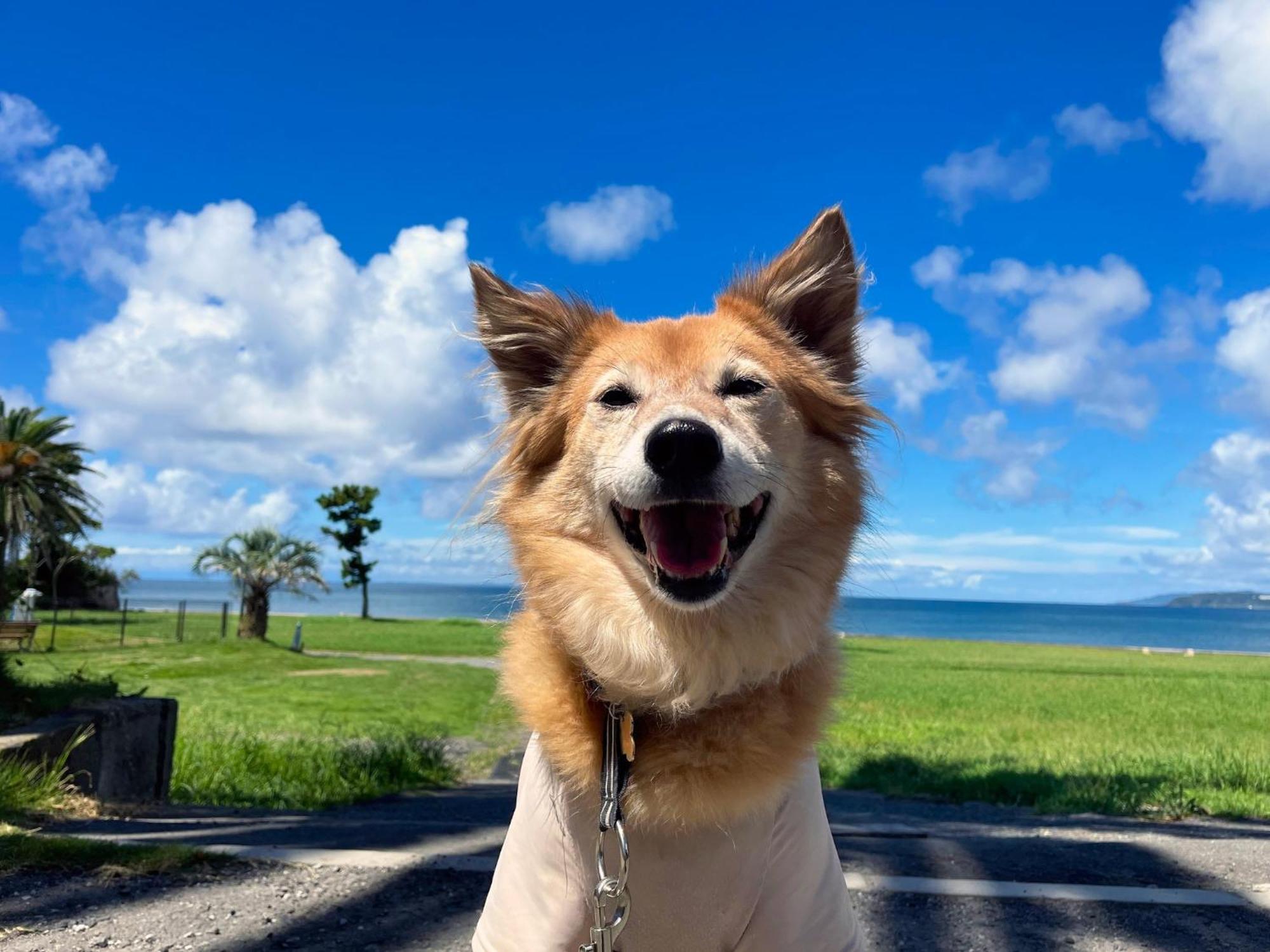 Japari Tateyama - Vacation Stay 84008V Esterno foto