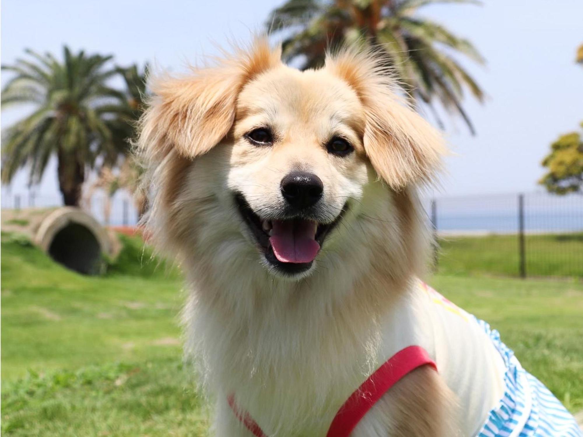 Japari Tateyama - Vacation Stay 84008V Esterno foto