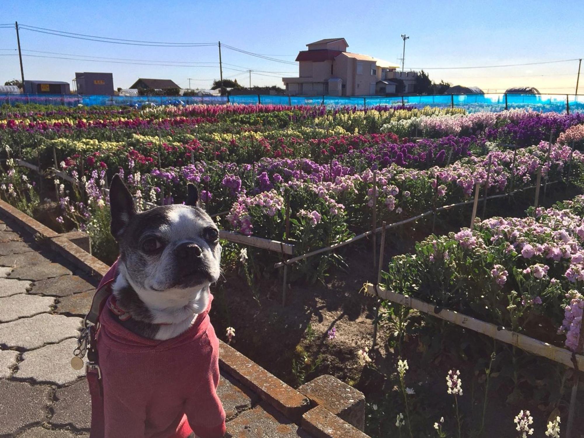 Japari Tateyama - Vacation Stay 84008V Esterno foto